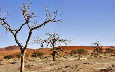 Desertification for Whom? Unravelling the African Narratives on Desertification Processes