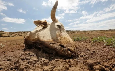 Addressing Climate Crisis: A Comparative Analysis of Prof. Wangari’s “The Challenge for Africa” and Robinson’s “Ministry for the Future”