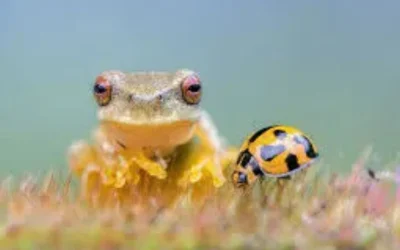 Navigating the Nexus of Conservation and Sustainable Development