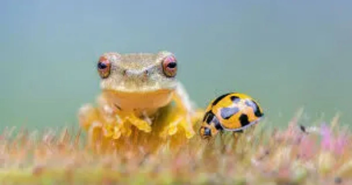 Enviromental conversations