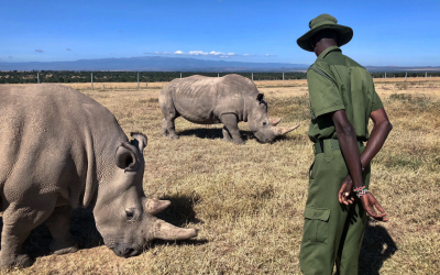 Illegal Wildlife Trafficking in Tanzania: From Crisis to Collaborative Governance Solutions